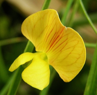 Lathyrus annuus