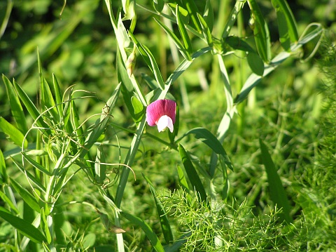 Lathyrus articulatus