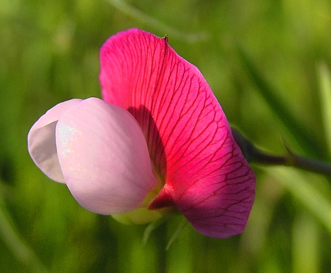 Flor de Lathyrus articulatus