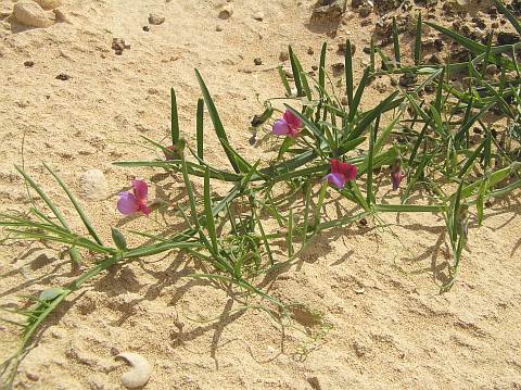 Lathyrus clymenum