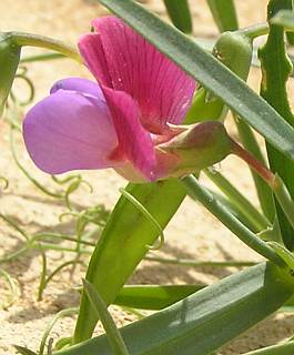 Flor y fruto de L.clymenum