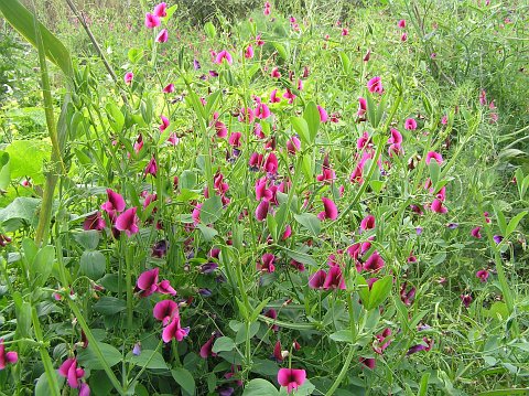 Lathyrus tingitanus