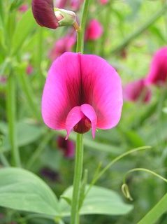 Flor de Lathyrus tingitanus