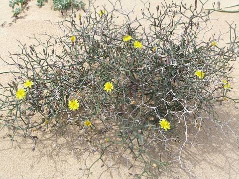 Launaea arborescens