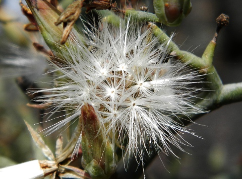 Launaea arborescens