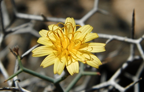 Launaea arborescens