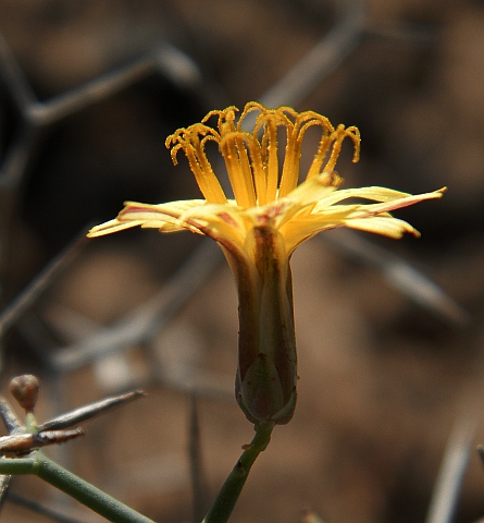 Launaea arborescens