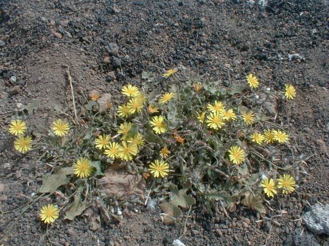 Launaea nudicaulis