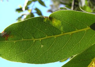 Hoja de
            Laurus novocanariensis