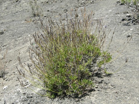 Lavandula bramwellii