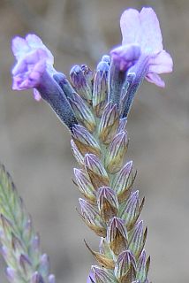 Lavandula buchii