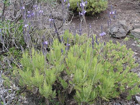 Lavandula minutolii