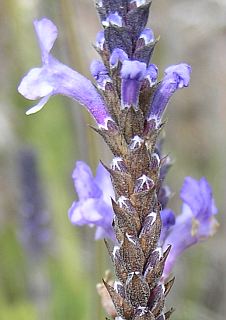 Lavandula minutolii