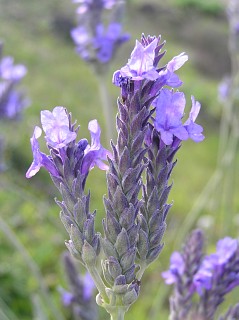 Inflorescencia de Lavandula pinnata