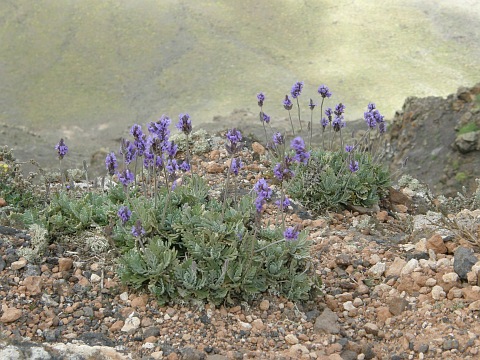 Lavandula pinnata