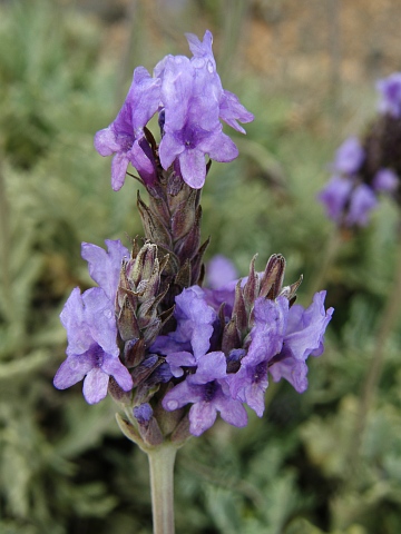 Lavandula pinnata