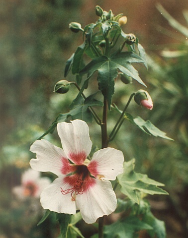 Malva
            acerifolia