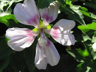 Malva
            acerifolia