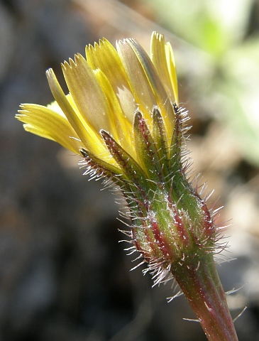 Leontodon
            taraxacoides ssp. longirostris