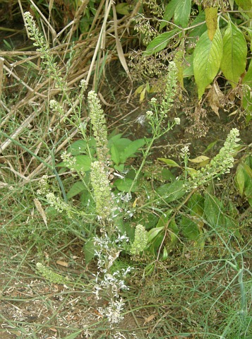 Lepidium bonariense