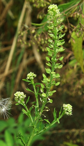 Lepidium bonariense