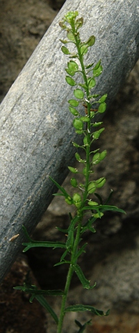 Lepidium bonariense