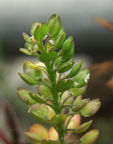 Lepidium bonariense