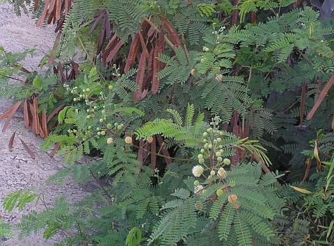 Leucaena leucocephala