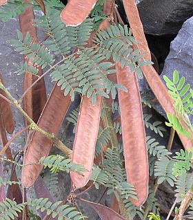 Frutos de Leucaena leucocephala