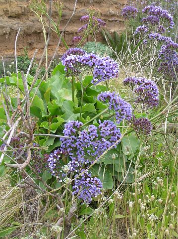 Limonium arboreum