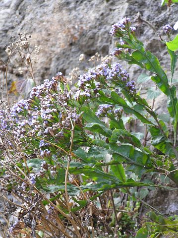 Limonium
          brassicifolium