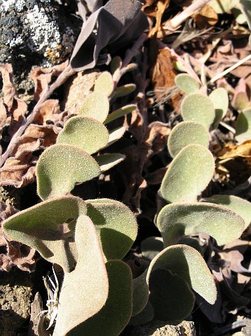 Hojas de Limonium imbricatum