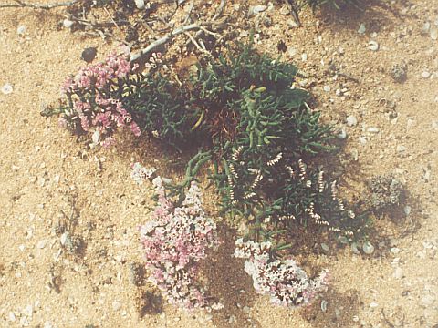 Limonium
            papillatum