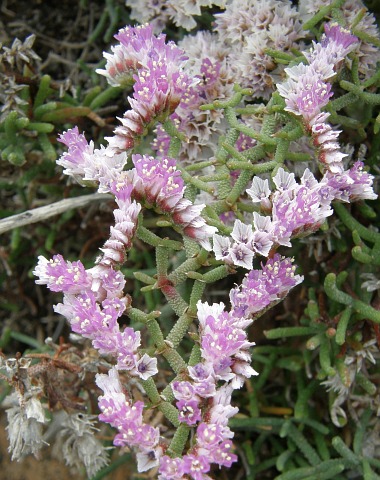 Limonium papillatum