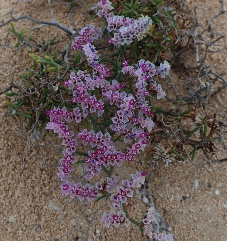 Limonium
            papillatum