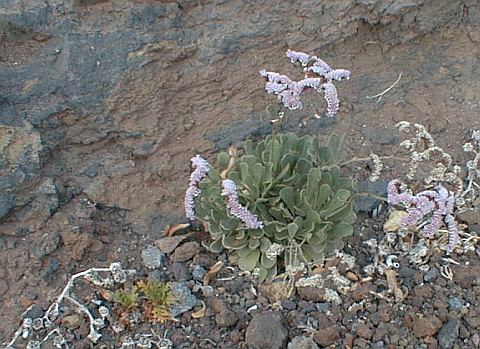 Limonium pectinatum