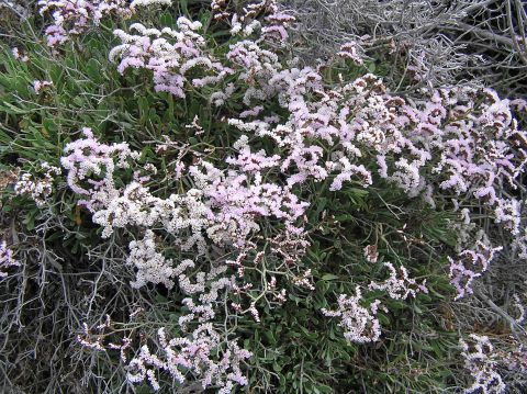 Limonium
          pectinatum var. solandri