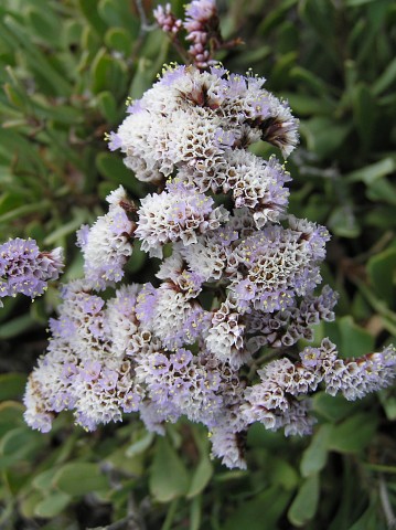 Limonium
          pectinatum var. solandri