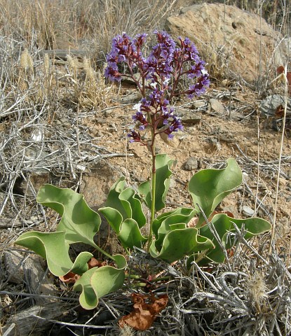 Limonium preauxii