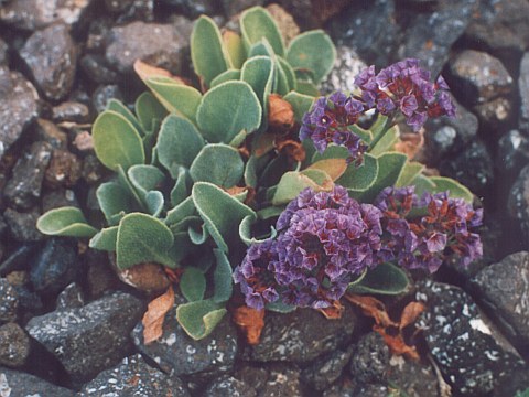 Limonium
          puberulum