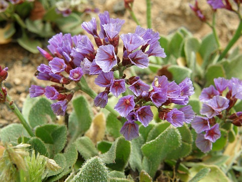 Limonium
          puberulum