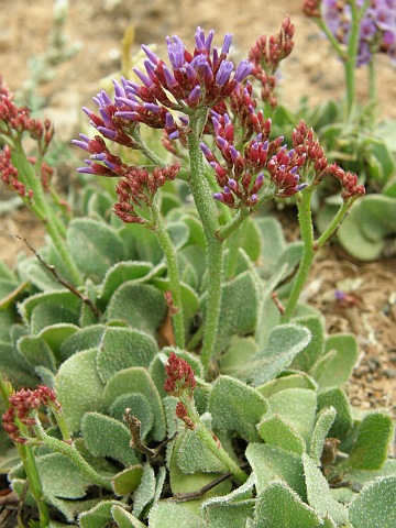 Limonium
          puberulum