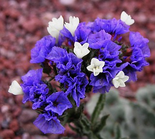 Limonium sinuatum