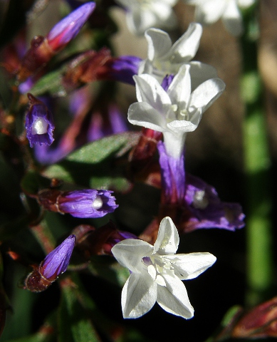 Limonium
          sventenii