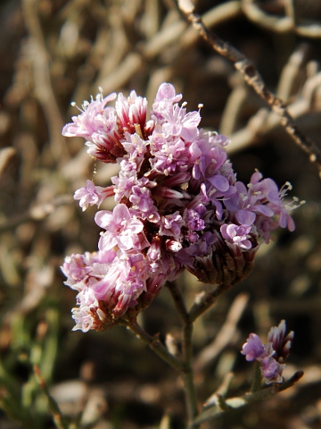 Limonium tuberculatum