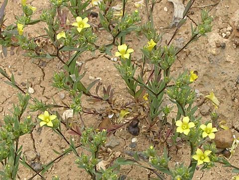 Linum strictum