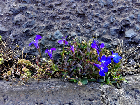 Lobelia erinus