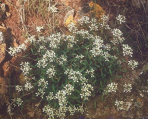 Lobularia canariensis
