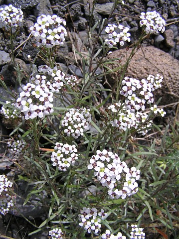 Lobularia canariensis ssp.palmensis