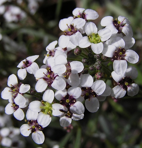 Lobularia canariensis ssp.palmensis